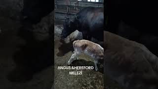 ANGUS &amp; HEREFORD MELEZİ #angus #yavruhayvanlar #merahayvancılığı #hereford # buzağı #cow