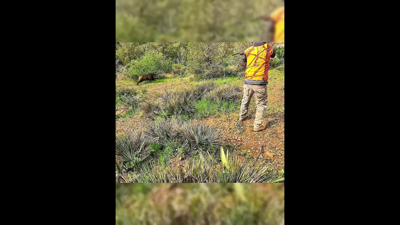 Охота на дикого кабана 😱 2026 | Чистый выстрел по бегущему кабану 