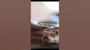 Why Are Ball Pythons the Perfect Pet? #Shorts