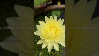 മഞഞ ആമപൽ