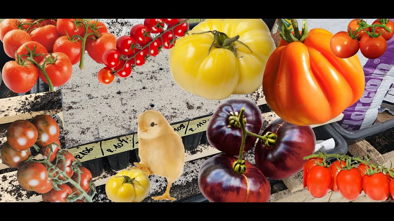 RAJČATA VÝSEV top odrůdy R 101 -  R 122 Experiment top rajče 2024