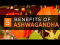 Ashwagandha: Benefits, Dosage & Side Effects (2020)