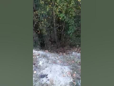 Лисиця в лісі - YouTube