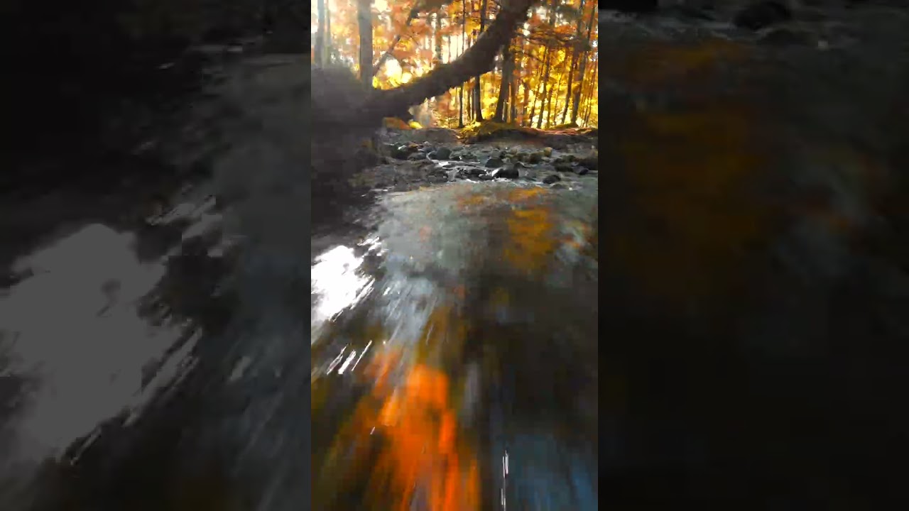 Flying my Tiny Drone through the Forest 🚁🍂