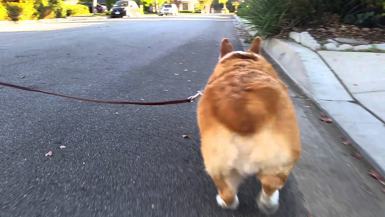 Corgi buttt - YouTube