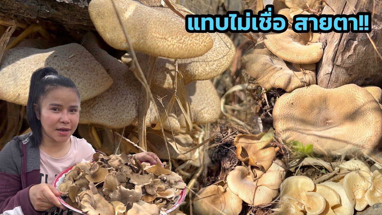 แทบไม่เชื่อสายตาตัวเอง‼️มาแปปเดียว ได้เต็มถุง/ฝนตกแล้ว ของป่า เริ่มออกเยอะ#เห็ดขอน#หาเห็ดจอน