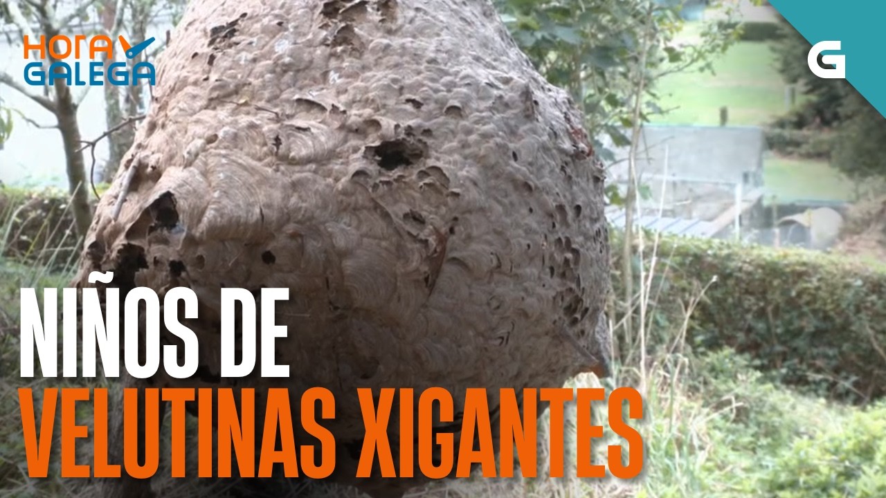 Niños de VELUTINAS xigantes | HORA GALEGA