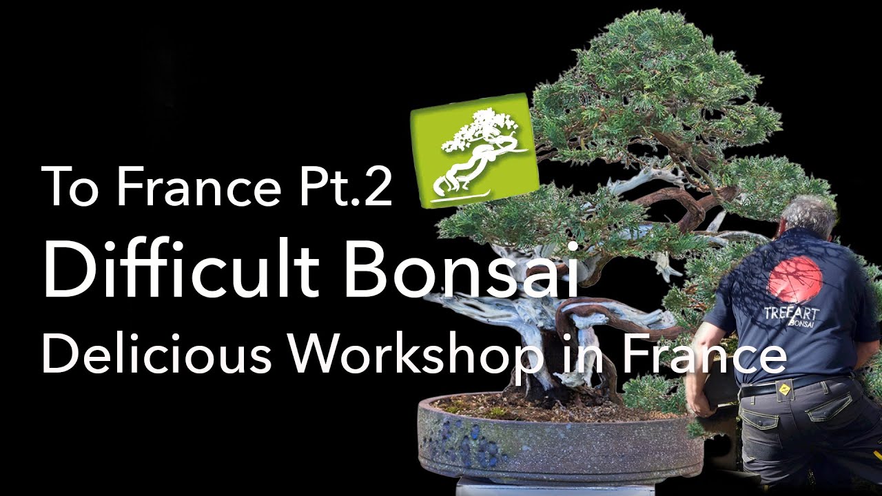 A difficult Juniper Bonsai gets a new look. Workshop by the Matsugawa Bonsai Club in France