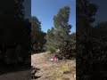                                               نجومي