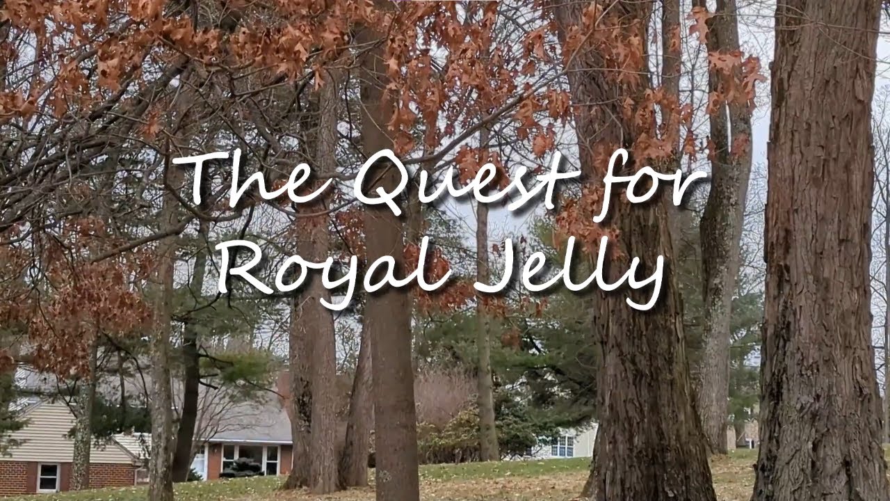 The Quest for Royal Jelly YouTube