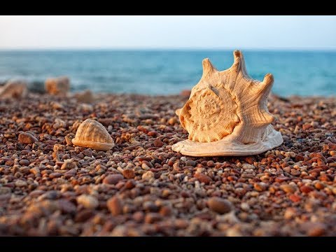 السودان صناعة التحف البحرية في بورتسودان