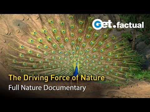 وائلڈ سیکس مکمل فطرت کی دستاویزی فلم