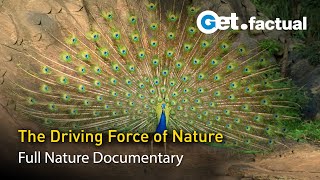 Wild Sex | Full Nature Documentary