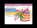 Подкрыльцовая (подмышечная) артерия