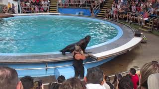 Sea Lion Show At Hershey Park