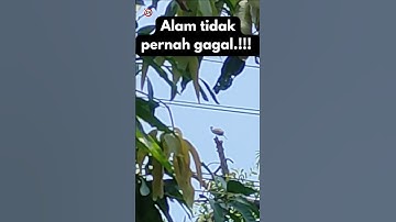 PERKUTUT lokal alam katuranggan, Sadar Kamera#perkutut #shorts