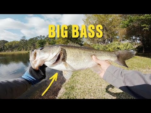 Catching BIG Bass In Local Ponds!