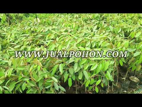 Tanam Durian Bawor dengan Bibit Unggulan Kami