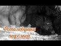 КОГО ПОЙМАЛА ФОТОЛОВУШКА В УКРОМНОМ МЕСТЕ ПОД ЁЛКОЙ кабан фотоловушка Wildlifecam