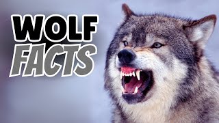 25 Mind Blowing Wolf Facts That Will Leave You Speechless Wealth