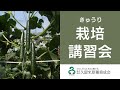 きゅうり栽培#3／抑制栽培（関西向け）久留米原種育成会