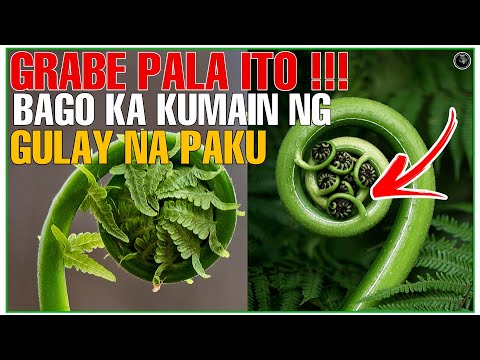 Video: Mga Uri ng Halamang Fern – Ano Ang Ilang Mga Sikat na Uri ng Fern