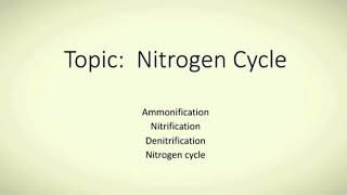 Nitrogen Cycle Ammonification, Nitrification, Denitrification And Nitrogen Cycle.