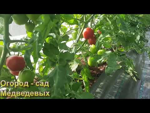 Which Tomato Varieties From Our Collection Are the Earliest