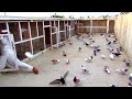 Saifullah ke kabootar ki video beautiful pigeons video kabootar bazi video