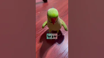 نازنین طوطی سخنگوی من Parrot طوطی طوطی سخنگو نازنین طوطی ملنگو 