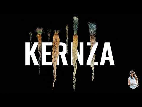 Kernza – a perennial wheat that changes the way we think about soil
