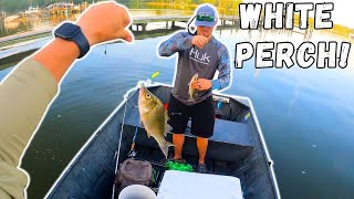 Catching The BEST Tasting FISH In The Chesapeake Bay! White Perch Catch Clean Cook!