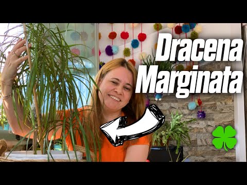 Video: Kesimlerden Büyüyen Dracaena: Dracaena Kesimlerini Yayma Hakkında Bilgi Edinin