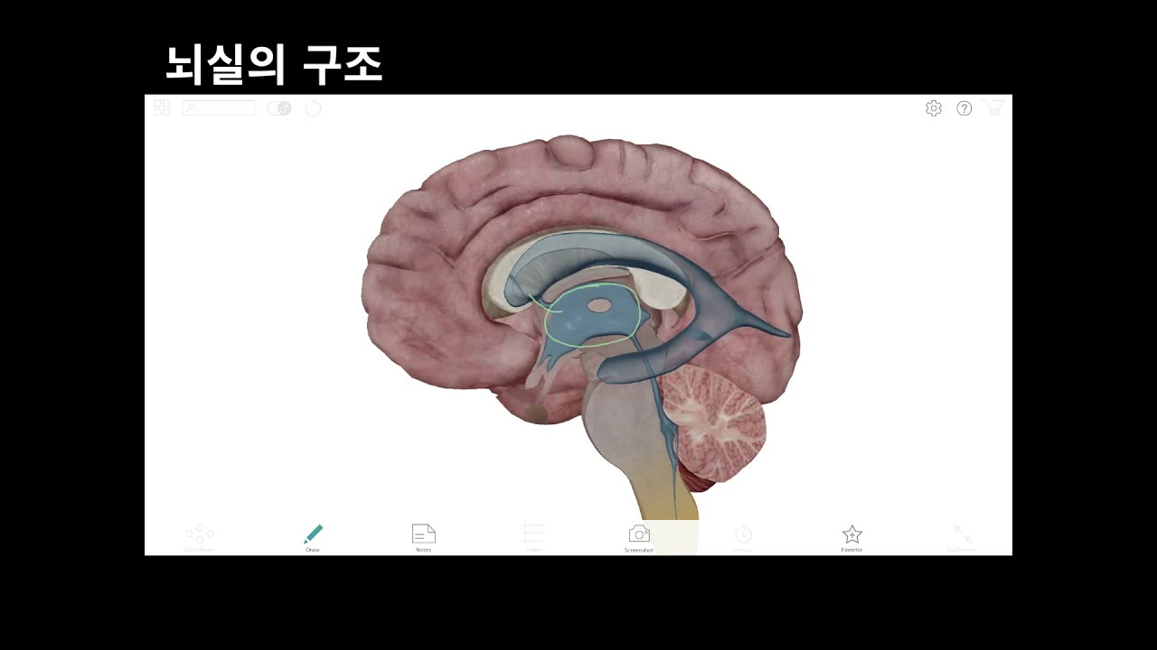 신경해부학 _ 뇌실의 구조 - YouTube