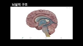 신경해부학 _ 뇌실의 구조