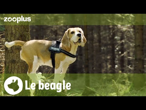Vidéo: 5 raisons pour lesquelles les beagles sont parfaits