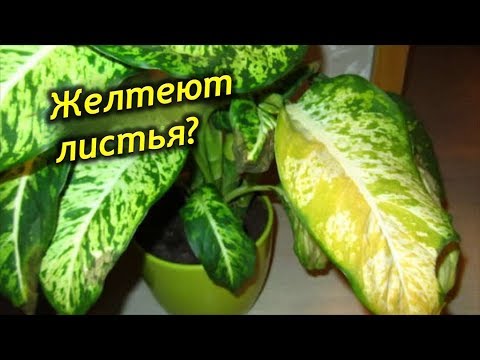 Диффенбахия уход в домашних условиях желтеют