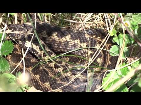 ADDERS in APRIL (Vipera berus) - JULIE FOWLIS - Camariñas