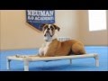 Dawg (Boxer) Dog Training Video Demonstration