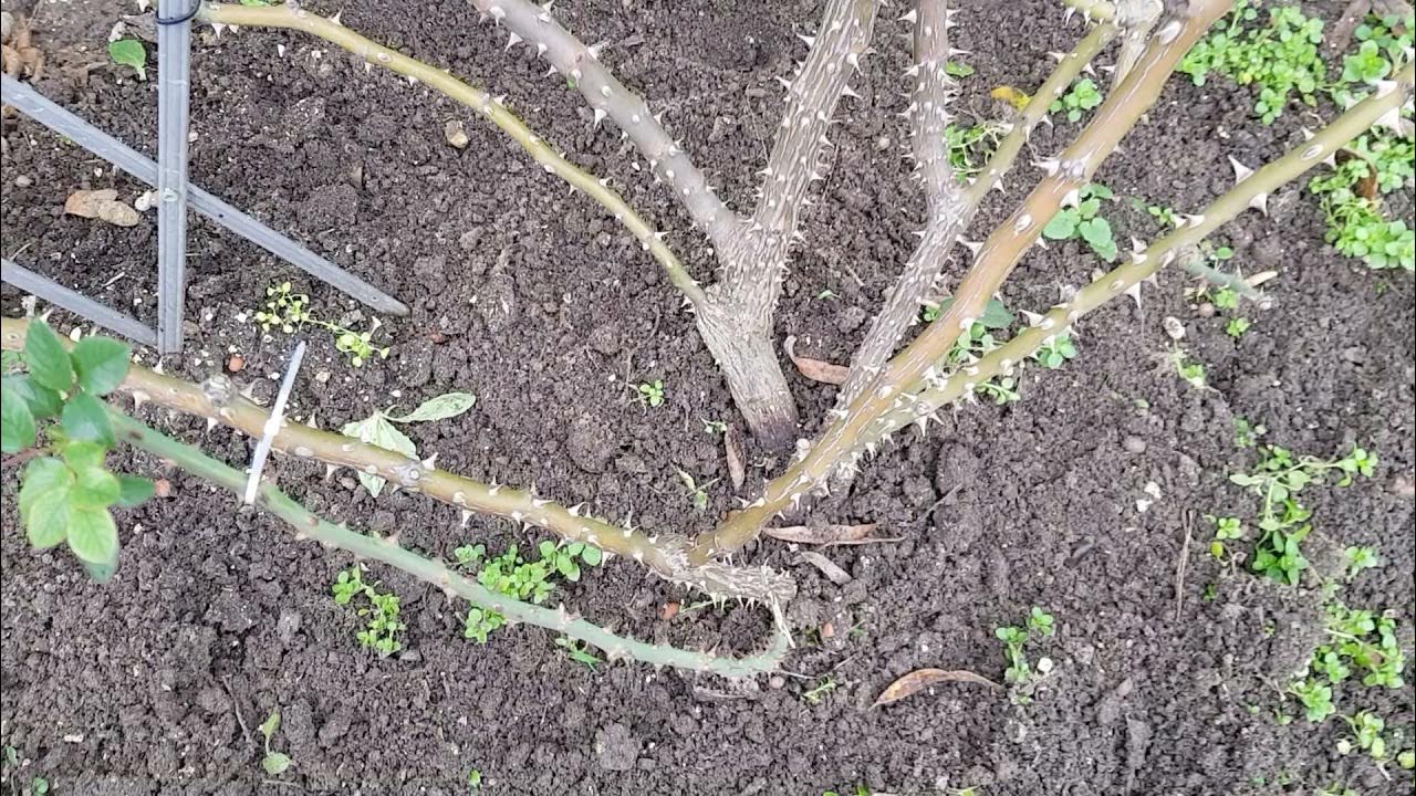 Когда сажать плетистую розу в открытый грунт. Корень плетистой розы. Корневая шейка плетистой розы. Посадка плетистой розы весной в открытый грунт. Когда сажать плетистую розу в открытый грунт.