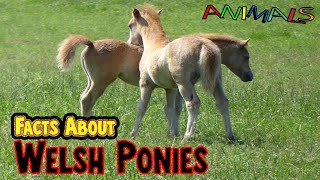 Animals video |  Facts Welsh Ponies | facts about animals | general knowledge |educational video