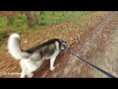 Video: Welpen-Zugtraining der alaskischen Malamute-Hunde