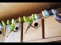Поведение волнистых попугаев после установки гнезд | Behavior of budgie after placed nest box