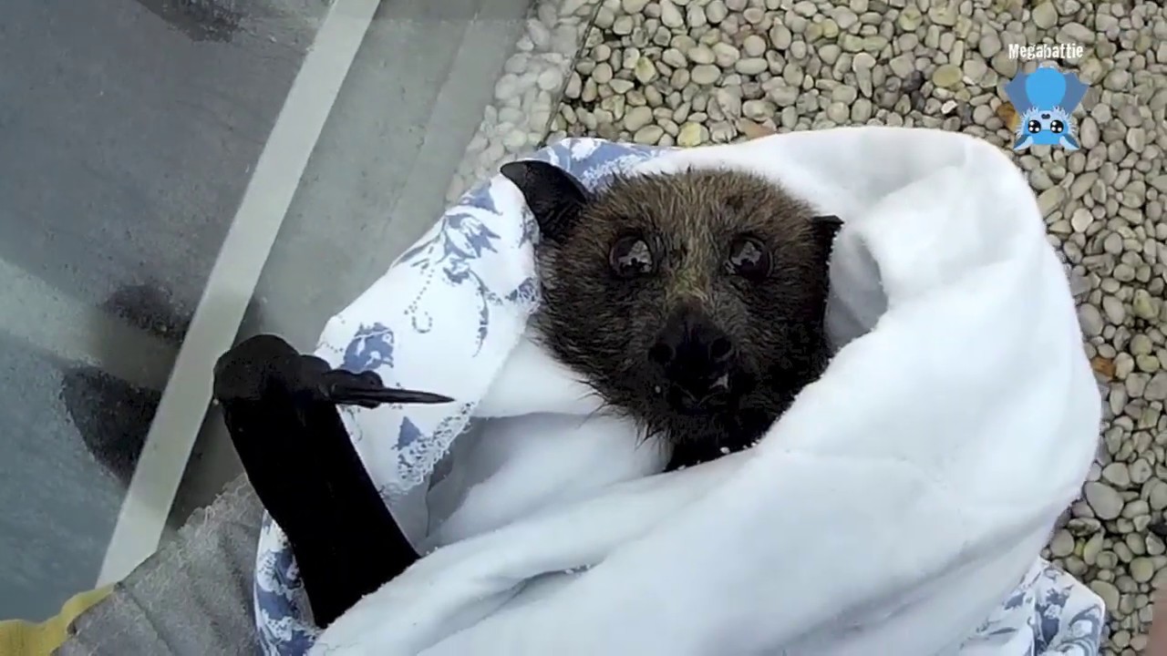 Rescuing a flying  fox  trapped on a balcony this is Monash 