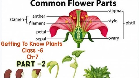 Getting To Know Plants/Class-6/Ch-7/CBSE/NCERT/CTET/Part-2