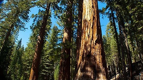 Planting Giant Sequoia tree kit.