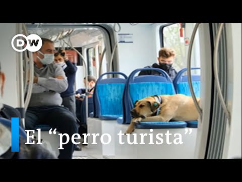 Boji, el canino más famoso de EstambulG