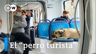 Boji, El Canino Más Famoso De Estambulg