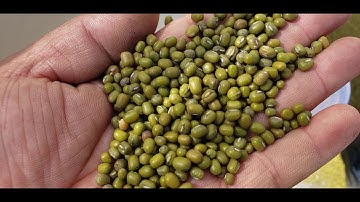 5XZ-6 Gravity Separator green mung bean working video
