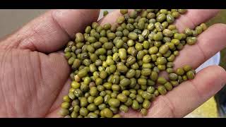 5XZ-6 Gravity Separator green mung bean working video